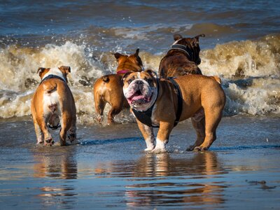 Beach playing bulldogs english bulldog