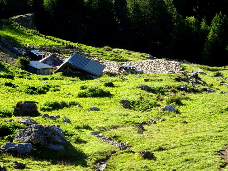 Cabane de Tramouillon et le troupeau de moutons 