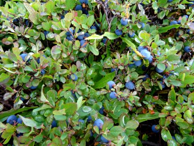 Myrtilles 
