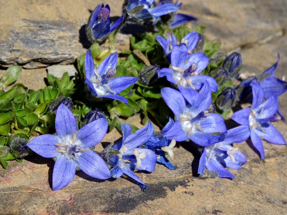Campanule du Mont Cenis, Campanula cenisia, Campanulacées 