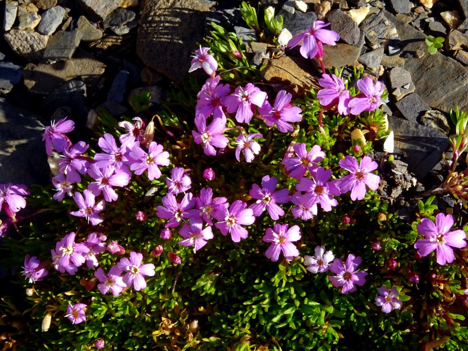 Silène acaule ou Silène des glaciers, Silene acaulis, Cary… 