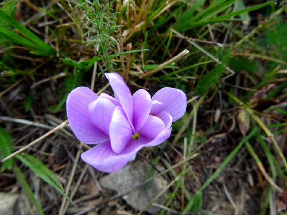 Colchique des Alpes, (Colchicum alpinum, Liliacées) 