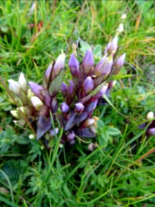 Gentiane champêtre, (Gentianella campestris, Gentianacées)… 