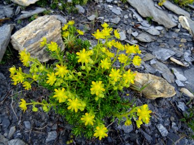 Saxifrage des ruisseaux, Saxifraga aizoides, Saxifragacées… 