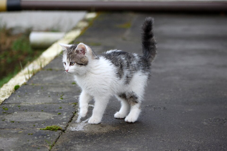 Black and white cat tomcat animal