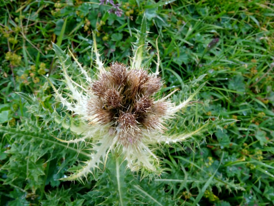 Cirse épineux ou Chardon blanc, Cirsium spinosissimum, Ast… 