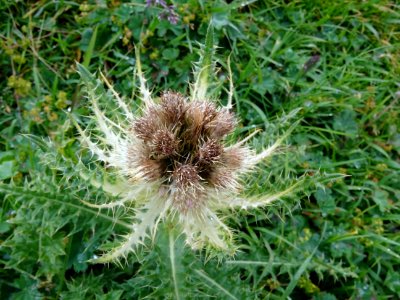 Cirse épineux ou Chardon blanc, Cirsium spinosissimum, Ast… 