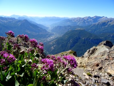 Adénostyle des Alpes, Adenostyles alpina, Astéracées, vue … 