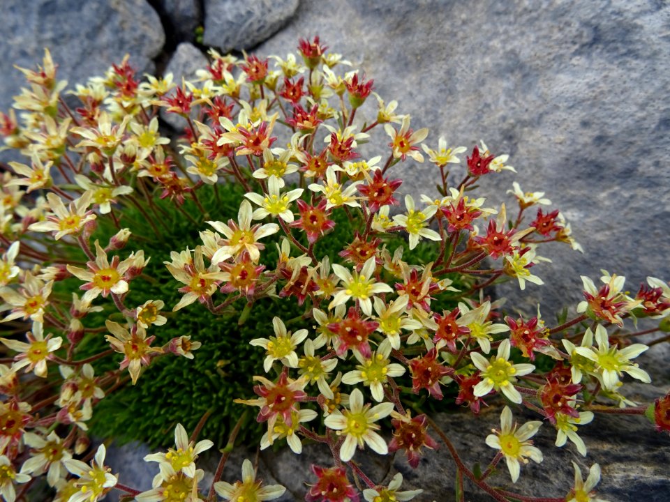 Saxifrage musquée, Saxifraga moschata, Saxifragacées 