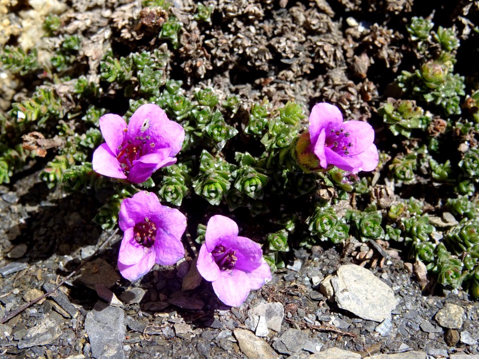 Saxifrage à feuilles opposées, Saxifraga oppositifolia, Sa… 