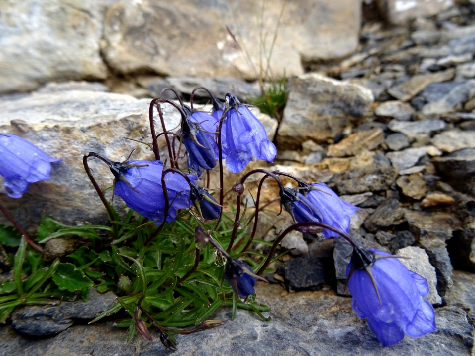 Campanule des Alpes, Campanula alpestris, Campanulacées 
