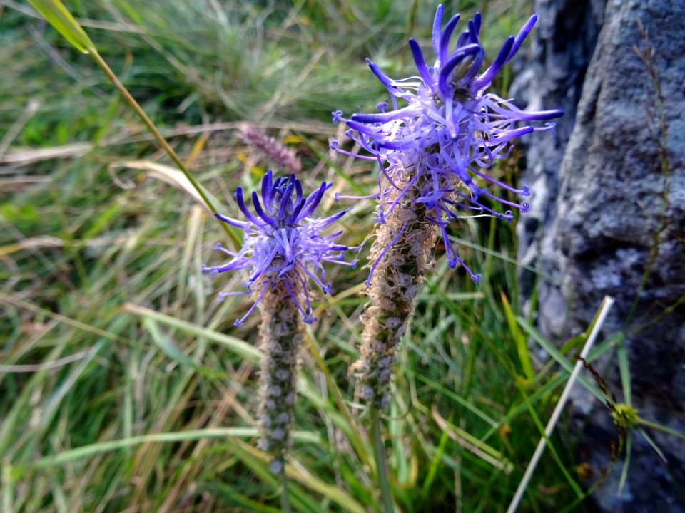 Raiponce à feuilles de scorzonère, Phyteuma scorzonerifoli… 