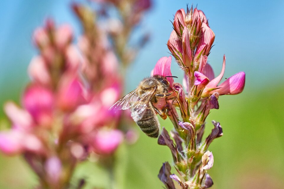 Summer insect blossom photo