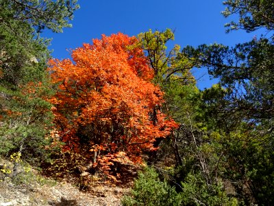 Couleurs automnales sous la falaise des Vigneaux 