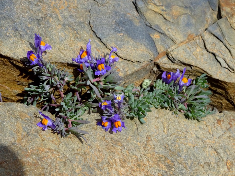 Linaire des Alpes, Linaria alpina, Plantaginacées 