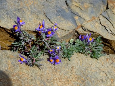 Linaire des Alpes, Linaria alpina, Plantaginacées 