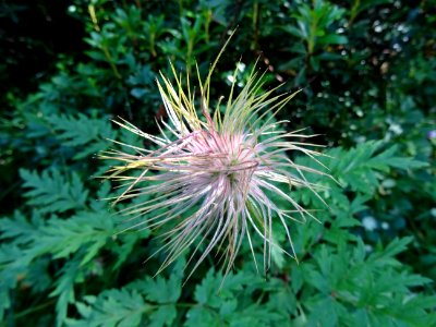 Fruit de l'Anémone pulsatille, Anemone pulsatilla, Renoncu… 