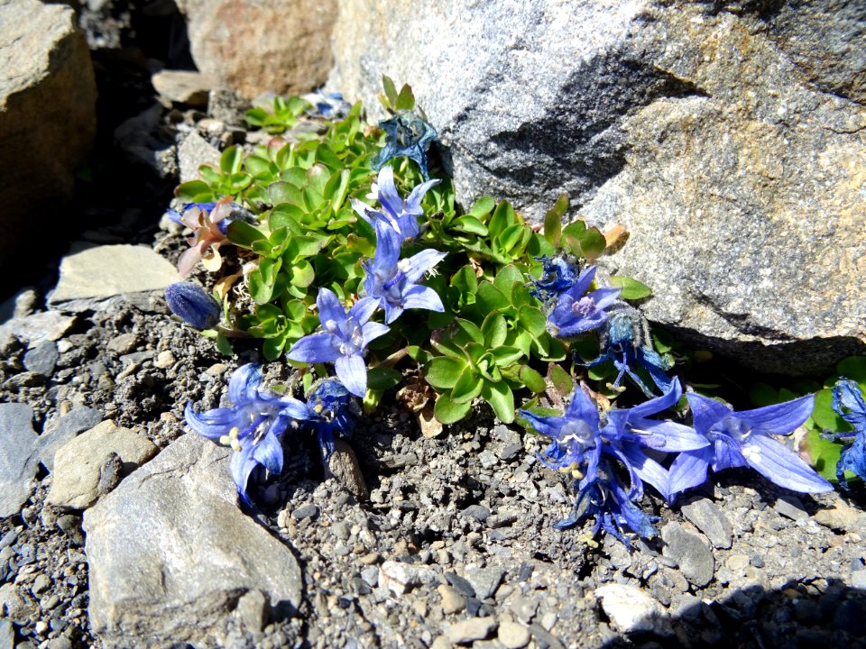 Campanule du Mont-Cenis, Campanulae cenisia, Campanulacées… 