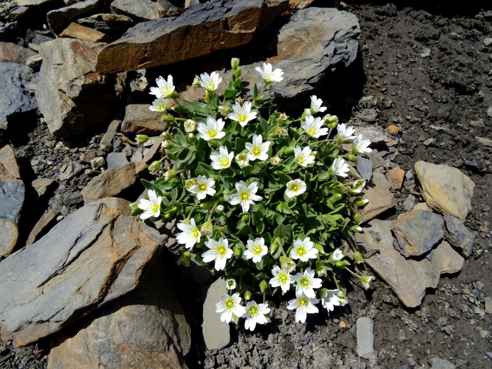 Céraiste des Alpes, Cerastium alpinum, Caryophyllacées 
