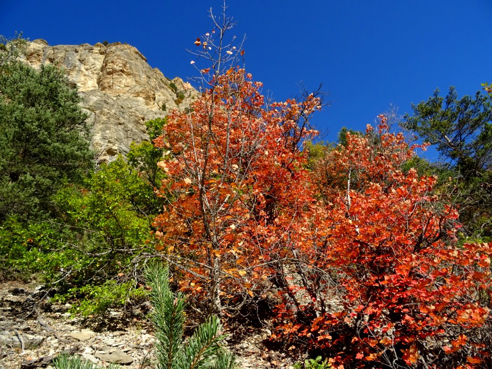 Couleurs automnales sous la falaise des Vigneaux 