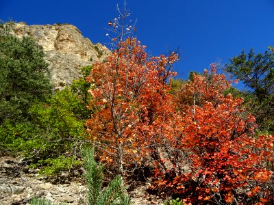 Couleurs automnales sous la falaise des Vigneaux 