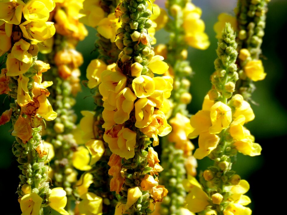 Plant close up flower