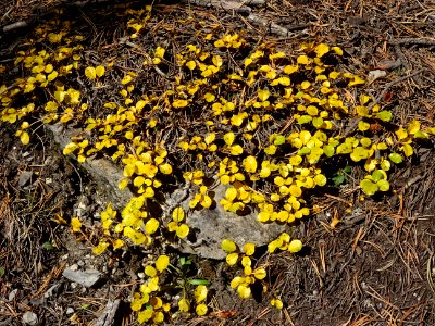 Arbuste nain et rampant aux feuilles jaunes 