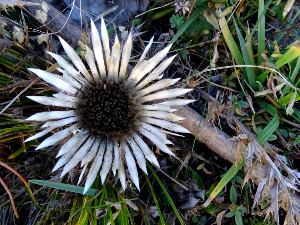 Carline acaule, Carlina acaulis, Astéracées 