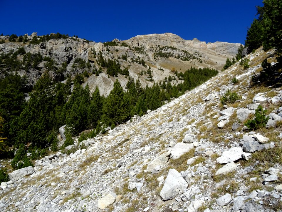 Eboulis de l'Alpavin, vue à mi-pente vers le haut 
