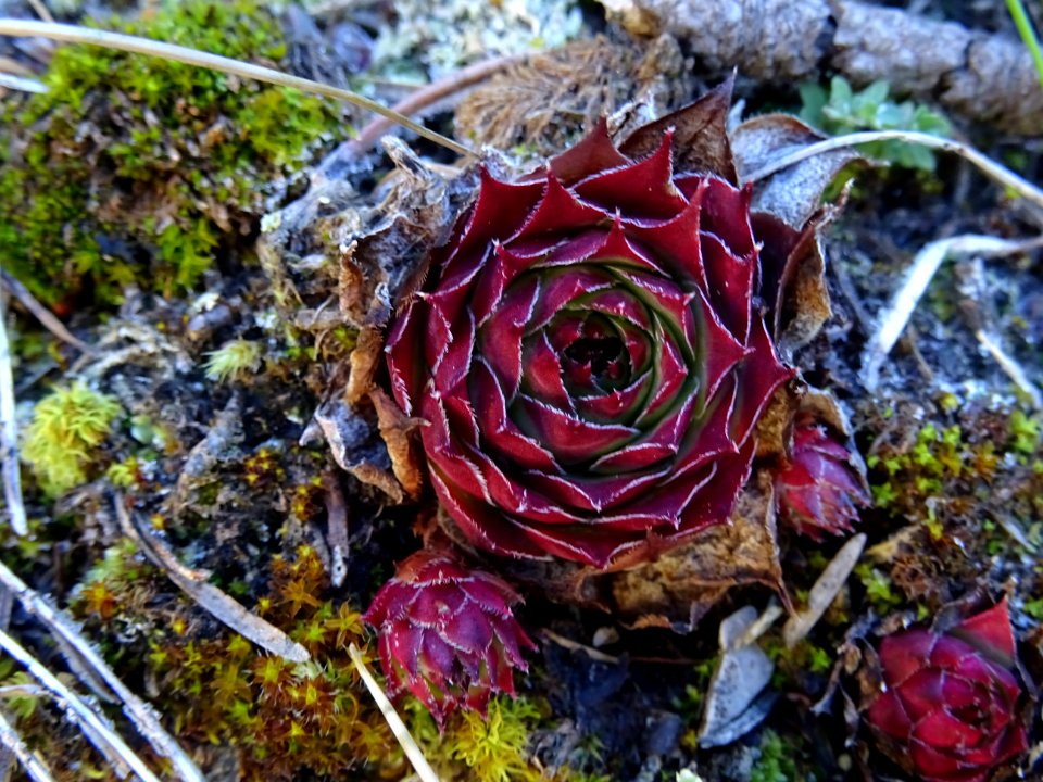 Joubarbe des toits Sempervivum, tectorum subsp. tectorum, … 