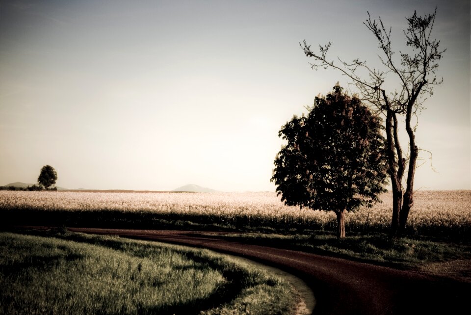 Tree road artistically