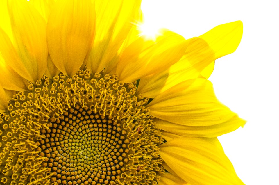Flower season summer