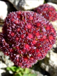 Orpin des infidèles, Hylotelephium anacampseros, (ex Sedum… 