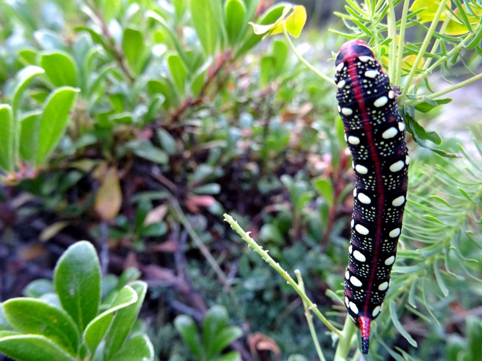 Une belle chenille 
