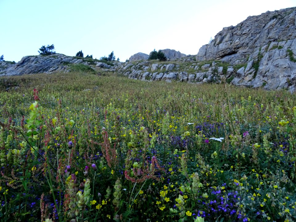 Prairie d'altitude couvertes de fleurs 