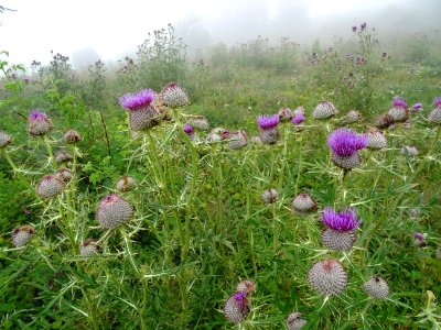 Cirse laineux, Cirsium eriophorum, Astéracées 