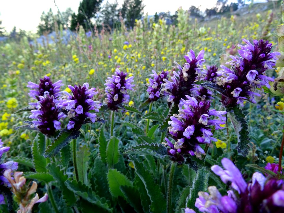 Germandrée petit chêne, Teucrium chamaedrys, Lamiacées 
