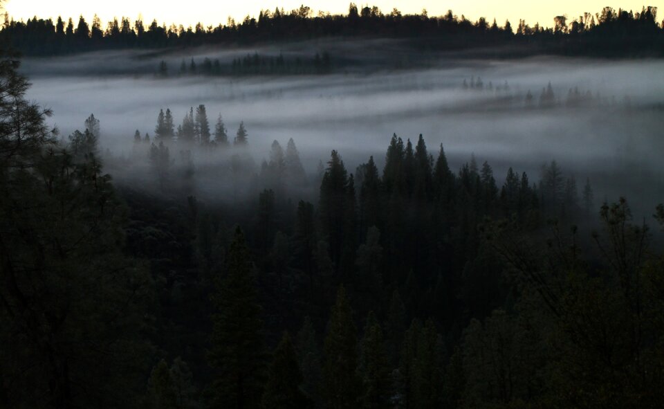 Undergrowth trees twilight