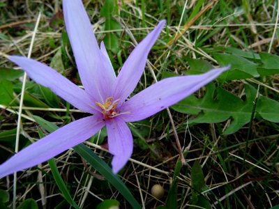 Colchique des Alpes, (Colchicum alpinum, Liliacées) 