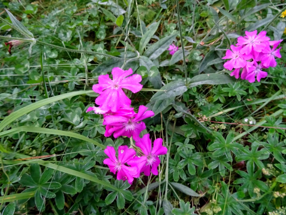 Lychnis fleur- de-Jupiter, (Lychnis flos-Jovis,Caryophylla… 