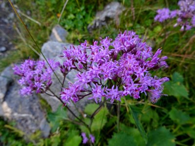 Adénostyle des Alpes, Adenostyles alpina, Astéracées 