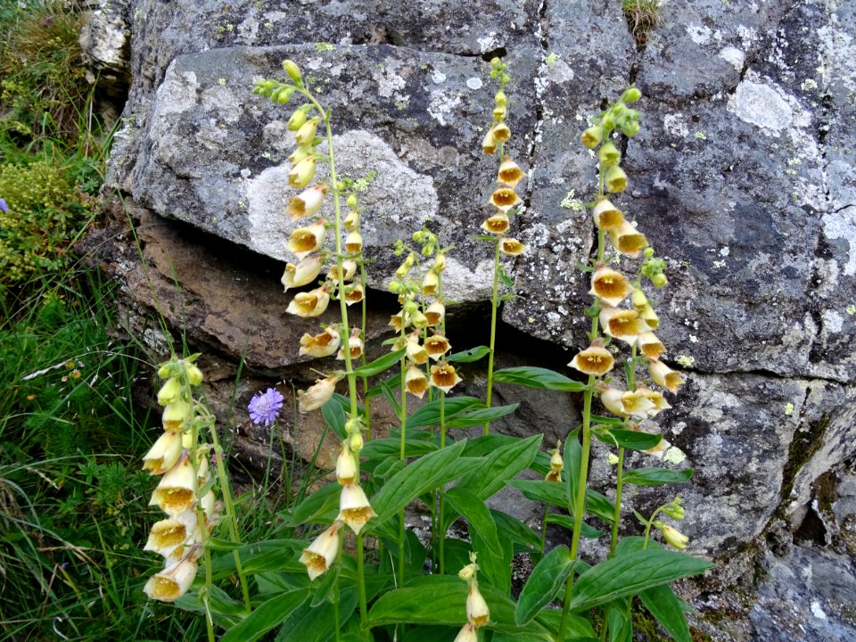 Digitale à grandes fleurs, Digitalis grandiflora, Scrophul… 
