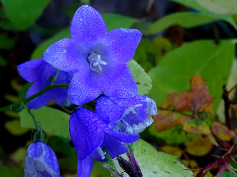 Campanule rhomboïdale, Campanula rhomboidalis, Campanulacé… 