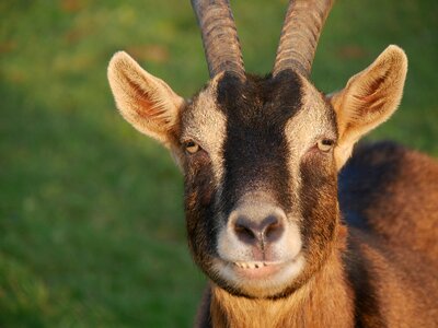 Nature billy goat mammal