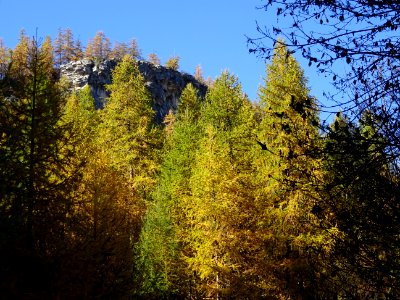 Mélèzes dans la lumière automnale 