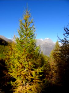 Mélèzes dans la lumière automnale et Mont Pelvoux 