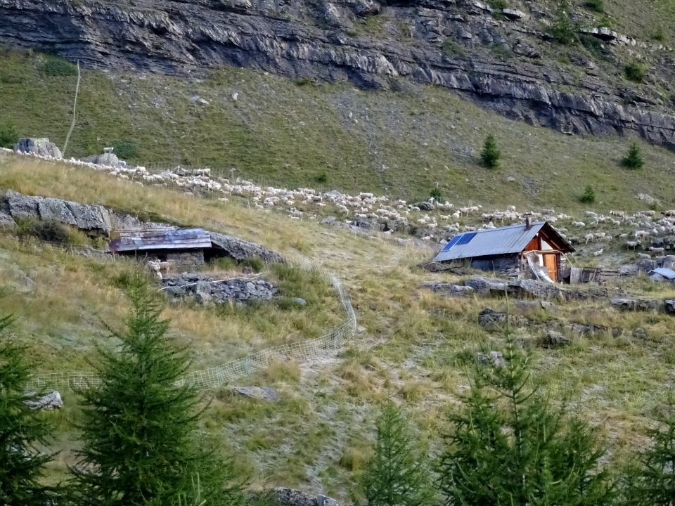 Cabane des Grands Plans, vallon de Narreyroux 