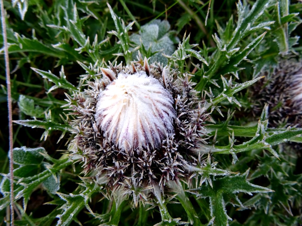 Carline acaule, Carlina acaulis subsp. caulescens, Asterac… 