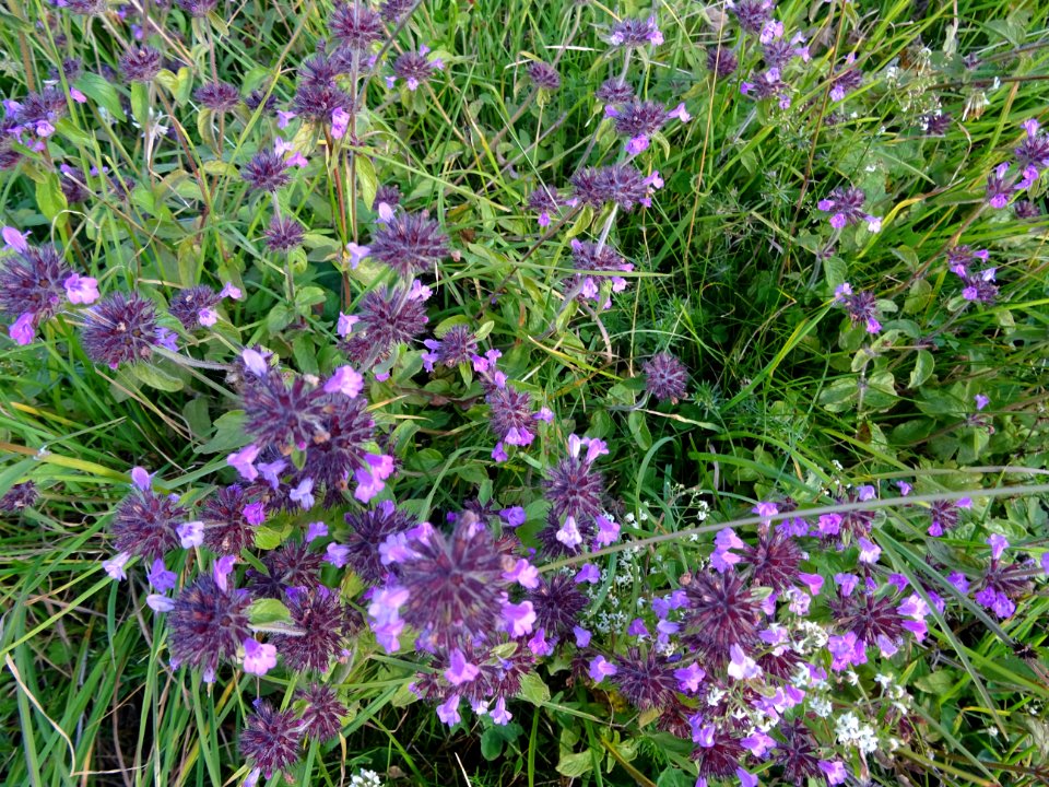 Calament clinopode, Clinopodium vulgare, Lamiacées 