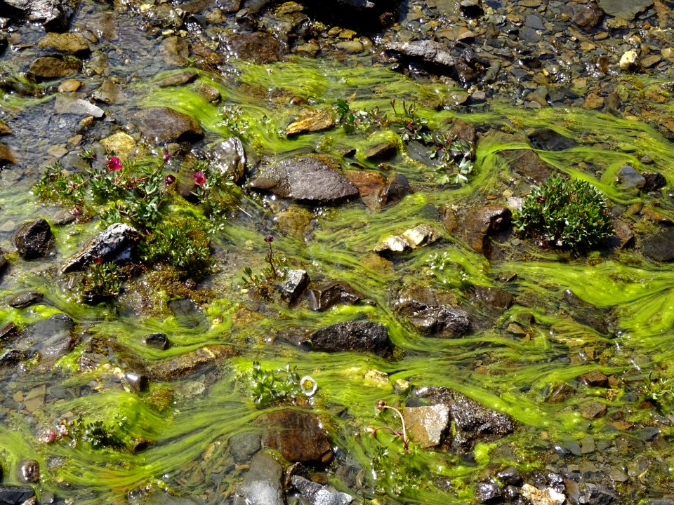 Minéral, végétal, algue, eau 